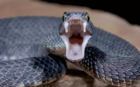 Breakthrough: Common blood thinner can be affordable antidote for cobra venom
