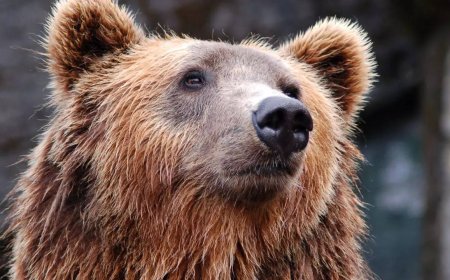 Why are bears being killed in THIS country