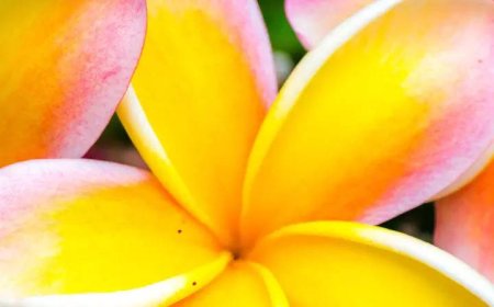 10 indoor plants Indian home gardeners love