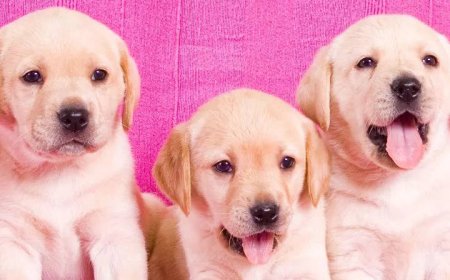 8 cutest puppies that will melt your heart