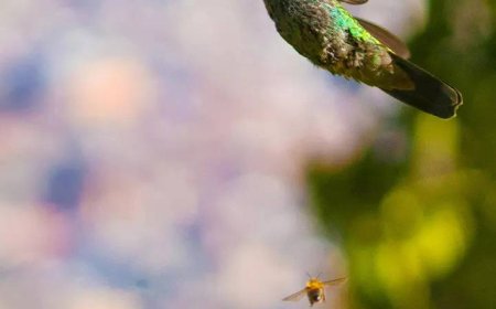 10 smallest and most beautiful birds in the world