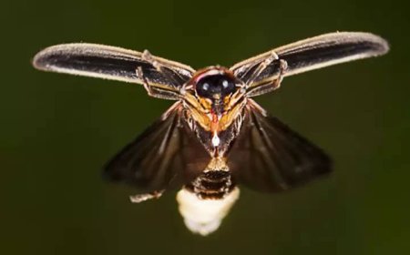 ​Nature’s glowing creatures​