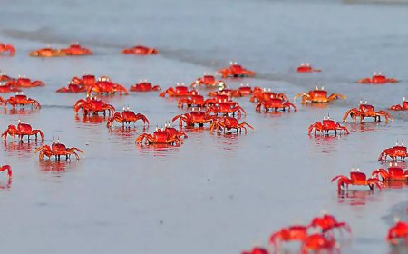 Heard about the beach of red crabs in India?