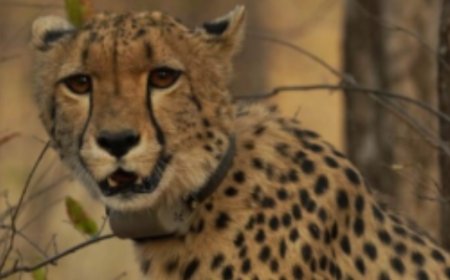Historic milestone for India-born cheetah at Kuno: 'Mukhi' becomes adult on Monday- why it matters